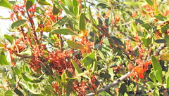 Moquiniella