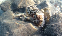 Sepia plangon