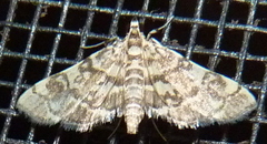 Apogeshna stenialis