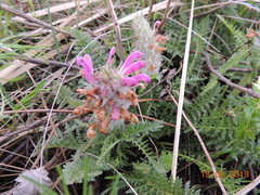 Pedicularis dasystachys