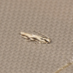 Melanocinclis lineigera