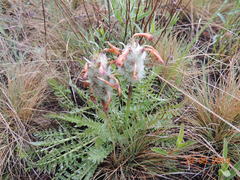 Pedicularis dasystachys
