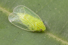 Kallitaxila granulata