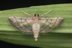Cnaphalocrocis
