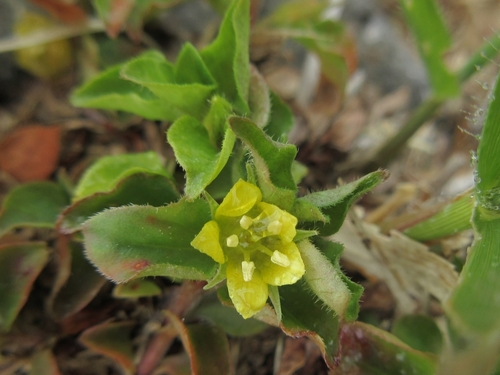 Lysimachia japonica iNat (2)