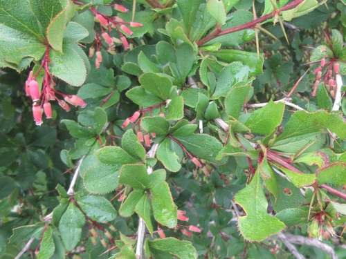 Berberis amurensis iNat (3)