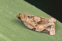 Neocalyptis affinisana