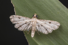 Sufetula