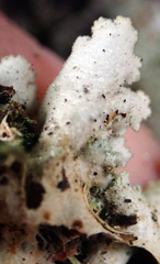 Pseudocyphellaria gretae