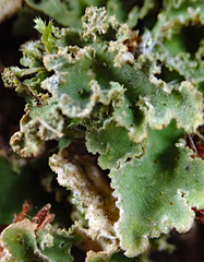 Pseudocyphellaria gretae