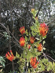 Tristerix longibracteatus