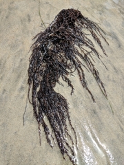 Sargassum muticum