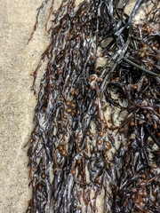 Sargassum muticum