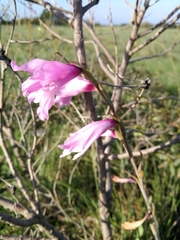 Gladiolus mortonius