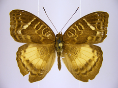 Euriphene saphirina saphirina