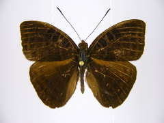 Euriphene saphirina saphirina
