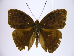 Euriphene saphirina saphirina