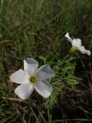 Oxalis bifurca