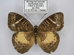 Euriphene saphirina saphirina