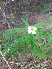Anemonoides caerulea