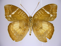 Euriphene saphirina saphirina