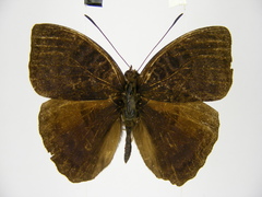 Euriphene saphirina saphirina