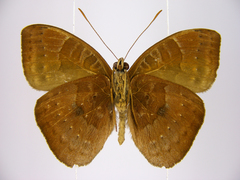 Euriphene saphirina saphirina