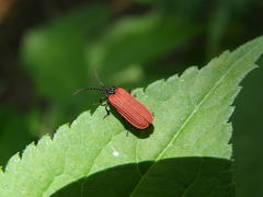 Pyropterus nigroruber