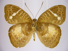 Euriphene saphirina saphirina