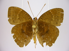 Euriphene saphirina saphirina