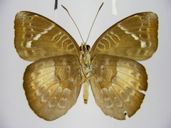 Euriphene saphirina saphirina