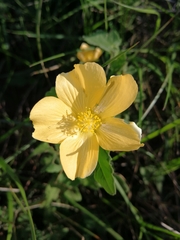 Abutilon sonneratianum