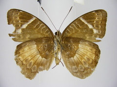 Euriphene saphirina saphirina