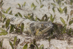 Brushtooth Lizardfish photo 1