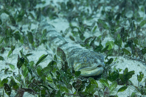 Brushtooth lizardfish (Saurida undosquamis) — Synodontidae — 4