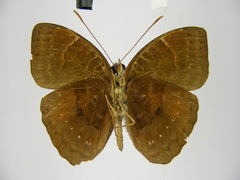 Euriphene saphirina saphirina