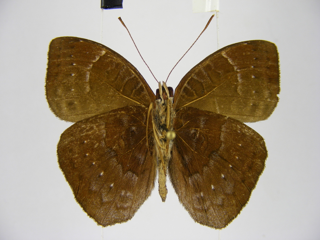 Euriphene saphirina