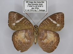 Euriphene saphirina saphirina