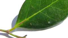 Chaetocarpus myrsinites