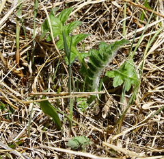 Cirsium kamtschaticum