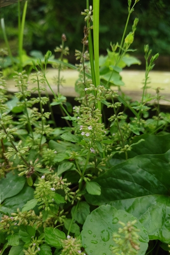 Slender wild basil (Clinopodium gracile)