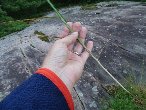 Image of Carex cumulata by no rights reserved
