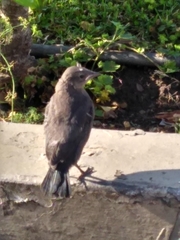 Euphagus cyanocephalus