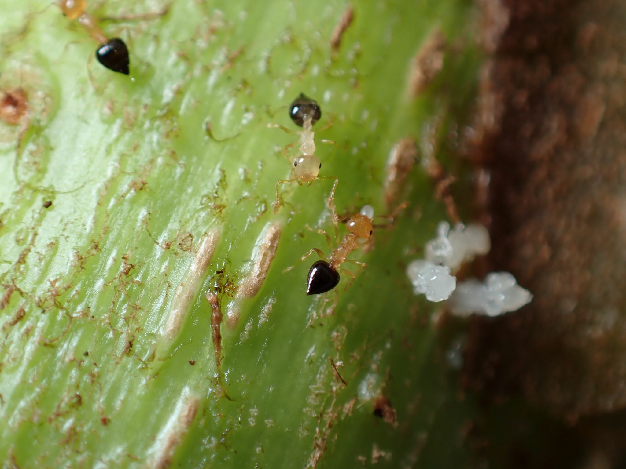 Crematogaster bicolor