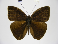Euriphene saphirina saphirina