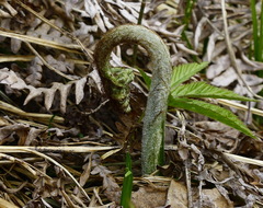 Pteridium latiusculum japonicum