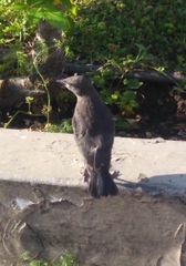 Euphagus cyanocephalus