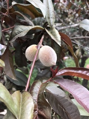Prunus persica