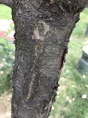 Prunus persica