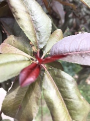 Prunus persica